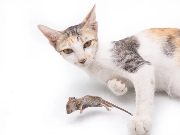 Γατάκι Γάτα Cath Ποντίκι Λευκό Φόντο — Φωτογραφία Αρχείου
