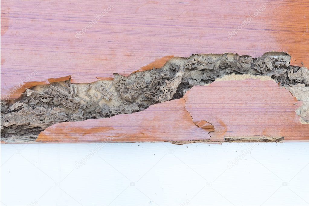 The wood door with termites damage