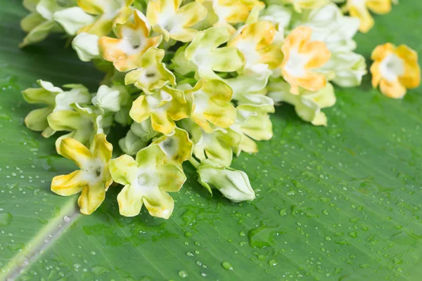 Roślina Ziołowa Cowslip Creeper Telosma Minor Craib Liściu Babany — Zdjęcie stockowe