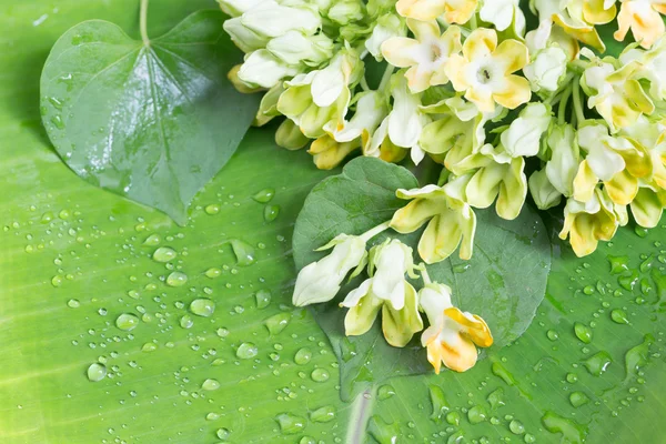 Rostlina Bylinek Cowslip Creeper Telosma Minor Craib Babáně — Stock fotografie