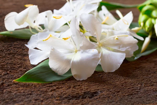 Bílé Zázvorové Květy Také Nazývá Garland Lily Sladký Bílý Zázvor — Stock fotografie