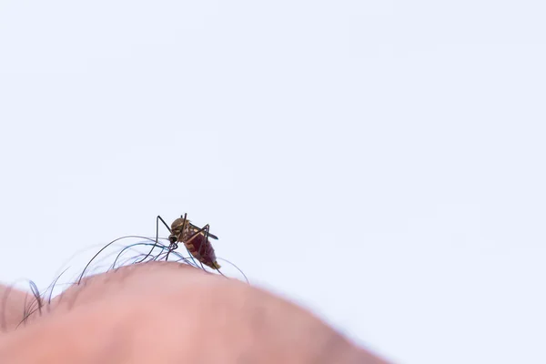 Mosquito Chupando Sangre Humana — Foto de Stock