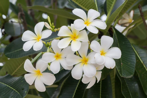 Plumeria Flores Plumeria Frangipani Flor Tropical — Fotografia de Stock