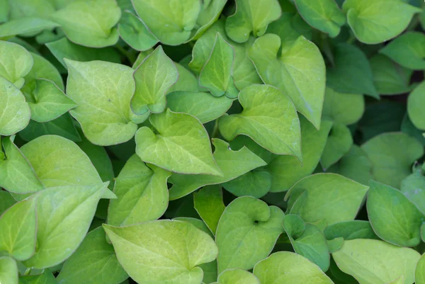 balık kokulu bitki (Houttuynia cordata) Houttuynia, Bukalemun bitkisi, Tricolor houttuynia