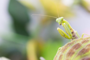 Kadın Avrupa Mantis ya da Peygamber devesi, Mantis bileğinde, yaprak üzerinde
