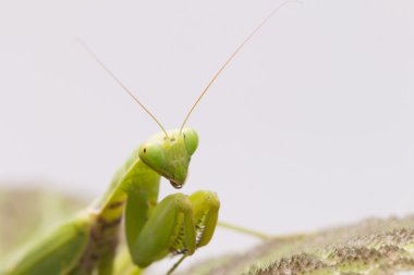 Kadın Avrupa Mantis ya da Peygamber devesi, Mantis bileğinde, yaprak üzerinde