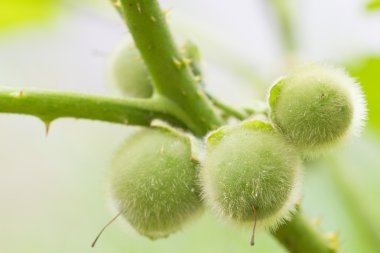 Yeşil Solanum, Bolo Maka ve bitki. Solanum stramoniifolium Jacq.