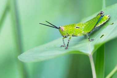 Meadow Grasshopper (Korthippus Parallelus)