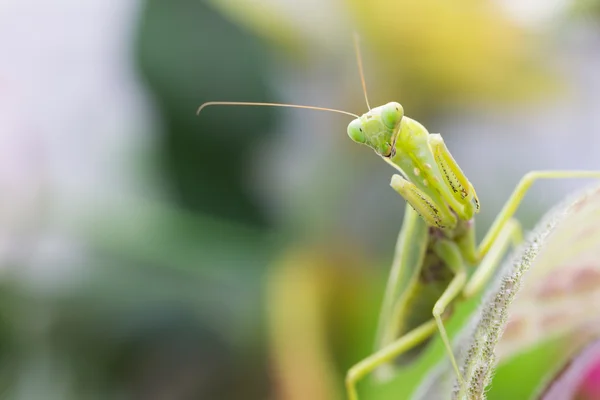 Female European Mantis Praying Mantis Mantis Religiosa Leaf — Stock Photo, Image