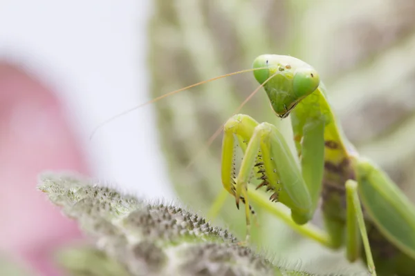 Mantis Europeu Feminino Louva Mantis Mantis Religiosa Folha — Fotografia de Stock