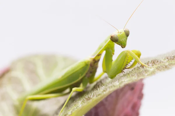Kvinnliga Europeiska Mantis Eller Praying Mantis Mantis Religiosa Blad — Stockfoto