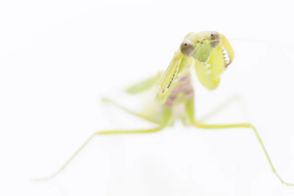 Kvinnliga Europeiska Mantis Eller Praying Mantis Mantis Religiosa Framför Vit — Stockfoto