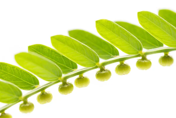 Phyllanthus niruri bitki bitki ve tohum yapraklı altında Phyllanthus amarus Schumach ve Thonn, yumurta kadın, Tamalaki, Hazardana, Stonebreaker diğer adı