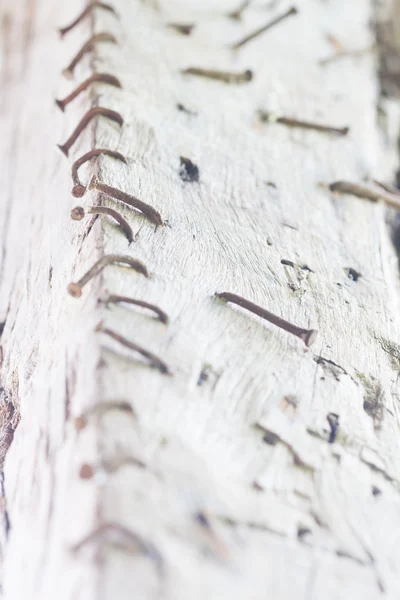 rusty nails in wood.