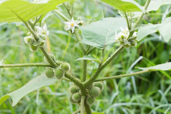 Solanum Verde Bolo Maka Planta Solanum Stramoniifolium Jacq — Foto de Stock