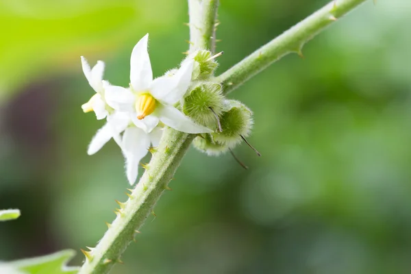 Flor Solanum Bolo Maka Planta Solanum Stramoniifolium Jacq — Foto de Stock