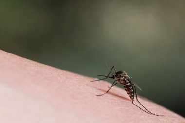 Aedes aegypti Sivrisinek. İnsan kanı emen sivrisinek, vektör kaynaklı hastalıklar, Chikungunya. Dang humması. Rift Vadisi humması. Sarı humma. Zikato deride sivrisinek.