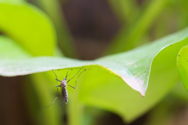 Aedes Albopictus, Aedes aegypti Sivrisinek. Bir sivrisineği kapat. Yaprakta sivrisinek, sivrisinek taşıyıcı hastalıklar, Chikungunya. Dang humması. Rift Vadisi humması. Sarı humma..