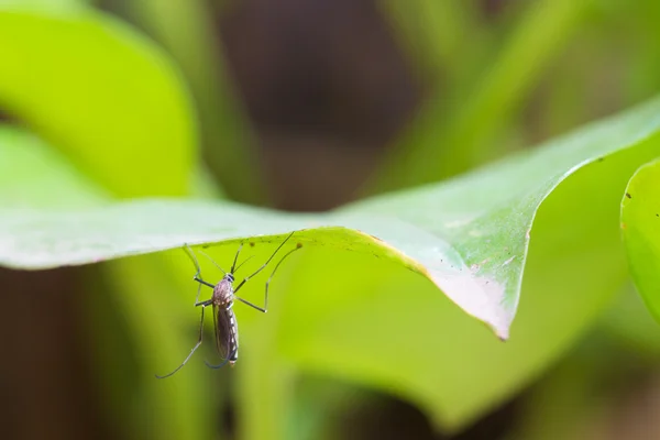 Aedes Albopictus Aedes Aegypti Mosquito Закрыть Комара Mosquito Leaf Mosquito — стоковое фото