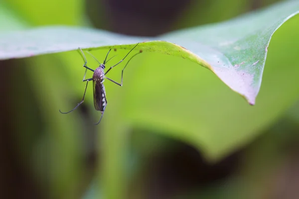 エーデス アルボピクトゥス エーデス エジプト モスキート モスキートを閉めろ葉の上の蚊 蚊ベクトルに由来する病気 Chikungunya Dengue熱 リフトバレー熱 — ストック写真