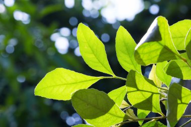 Yaprak otu, Clausena wallichii Oliv. - Var. Guillauminii (Tanaka) J.P.Molino