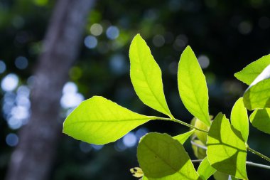 Yaprak otu, Clausena wallichii Oliv. - Var. Guillauminii (Tanaka) J.P.Molino