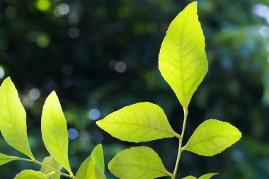 Yaprak otu, Clausena wallichii Oliv. - Var. Guillauminii (Tanaka) J.P.Molino