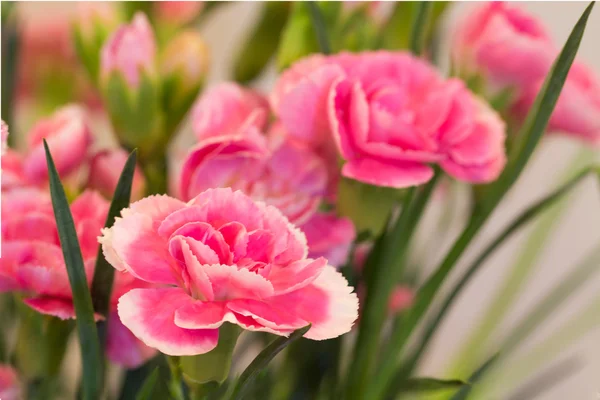 carnation flowers ,pink carnations