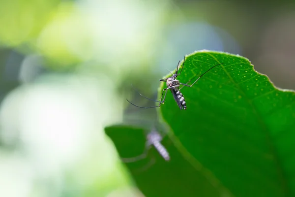 エデス エジプト モスキート蚊がヒトの血液を吸うを閉じます 蚊ベクトルに由来する病気 Chikungunya Dengue熱 リフトバレー熱 黄色熱 Zika Moskit葉の上に — ストック写真