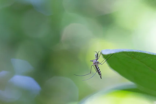 エデス エジプト モスキート蚊がヒトの血液を吸うを閉じます 蚊ベクトルに由来する病気 Chikungunya Dengue熱 リフトバレー熱 黄色熱 Zika Moskit葉の上に — ストック写真