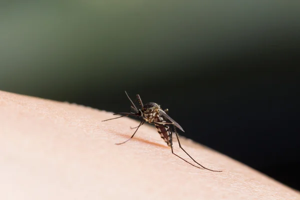 Aedes aegypti Sivrisinek. İnsan kanı emen sivrisinek, vektör kaynaklı hastalıklar, Chikungunya. Dang humması. Rift Vadisi humması. Sarı humma. Zikato deride sivrisinek.