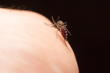 Aedes aegypti Sivrisinek. İnsan kanı emen sivrisinek, vektör kaynaklı hastalıklar, Chikungunya. Dang humması. Rift Vadisi humması. Sarı humma. Zikato deride sivrisinek.