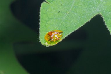 Yapraktaki uğur böcekleri