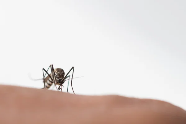 Mosquito Aedes Aegypti Feche Mosquito Sugando Sangue Humano Doenças Transmitidas — Fotografia de Stock