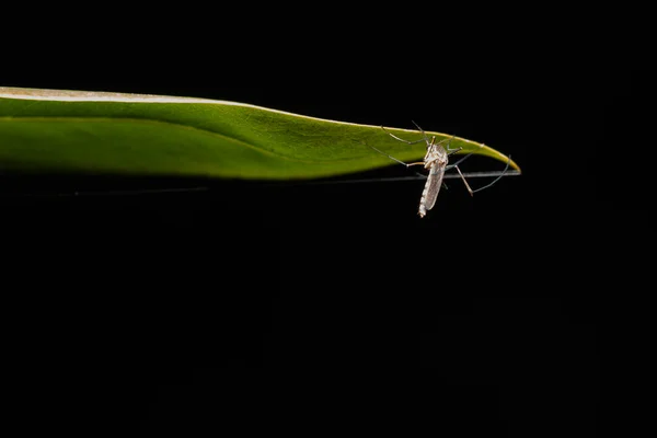 Aedes Aegypti Mygga Stäng Mygga Mygga Löv Mygga Vektorburna Sjukdomar — Stockfoto