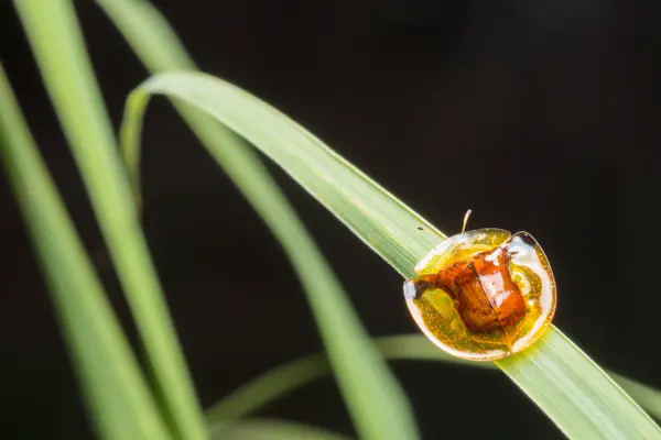 Coccinelles Sur Une Feuille — Photo