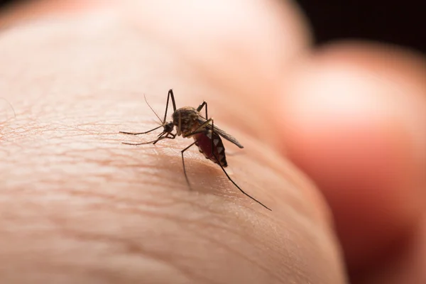 Комарі Aedes Aegypti Закріпіть Комара Смокче Людську Кров Хвороби Спричинені Стокова Картинка