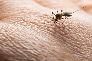 Aedes aegypti. İnsan kanı emen bir sivrisinek, vektör kaynaklı hastalıklar, Chikungunya. Dang humması. Rift Vadisi humması. Sarı humma. Zika..