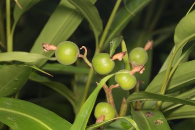 Elettaria kakule, Maton. Kerala, Hindistan 'daki bitkide yeşil ve olgunlaşmamış kakule. Kakule ağırlıkla en pahalı üçüncü baharattır. Guatemala en büyük kakule üreticisidir..