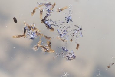 Aedes aegypti Sivrisinek. Yeni doğmuş bir sivrisineği kapat, Sivrisinek vektör kaynaklı hastalıklar, Chikungunya. Dang humması. Rift Vadisi humması. Sarı humma. Suyun üzerindeki sivrisinek.