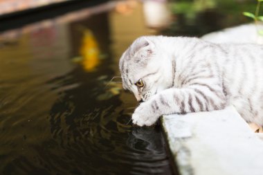Tekir Köklü İskoç Katlı Kedi
