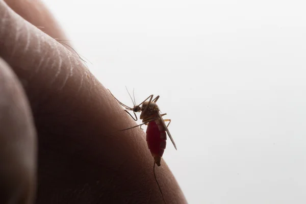 Aedes Aegypti Cerrar Mosquito Chupando Sangre Humana Enfermedades Transmitidas Por — Foto de Stock