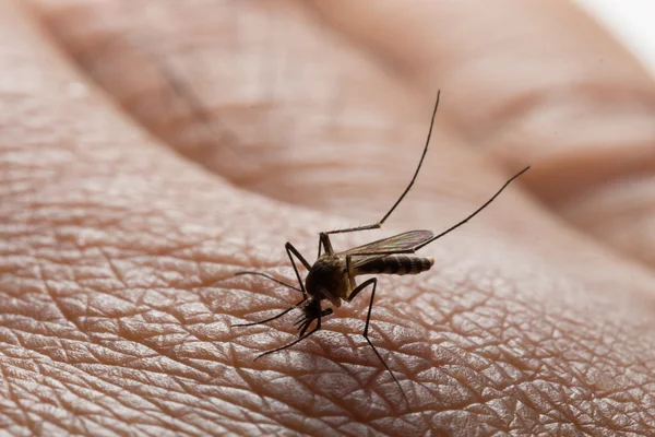 Aedes Aegypti Cerrar Mosquito Chupando Sangre Humana Enfermedades Transmitidas Por —  Fotos de Stock