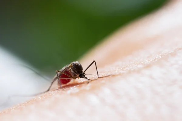 Mosquito Aedes Aegypti Feche Mosquito Sugando Sangue Humano Doenças Transmitidas — Fotografia de Stock