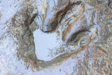 Tayland (dinozor, ayak izi, ayak izi dinozor parçaları gerçek ayrıntı)