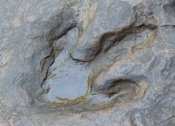 Real Detail of dinosaur tracks in thailand (dinosaur, footprints, footprint) — Stock Photo, Image