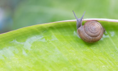 Salyangoz yeşil muz yaprağına ürkütüyor. Yumuşakçalar hayattan gerçek bölüm.