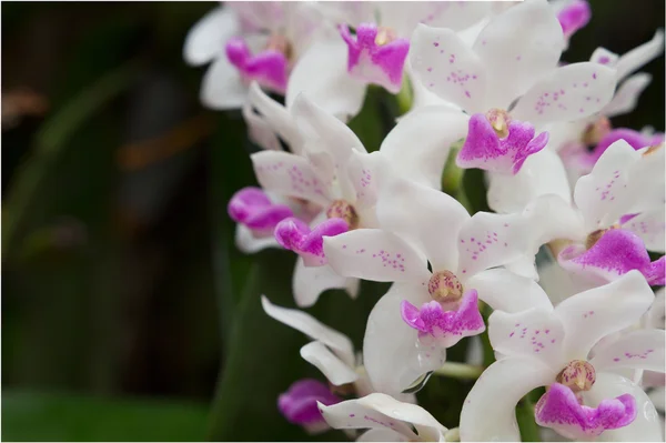 Orchidée à fleurs sauvages, Orchidées Changkra, Rhynchostyliste gigantea — Photo