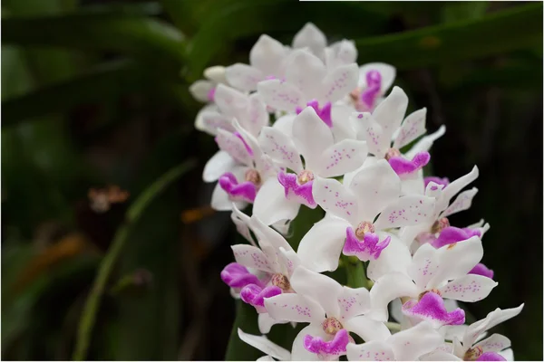 Orchidée à fleurs sauvages, Orchidées Changkra, Rhynchostyliste gigantea — Photo