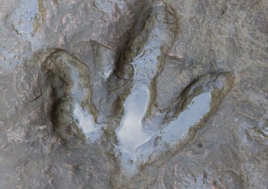 Tayland (dinozor, ayak izi, ayak izi dinozor parçaları gerçek ayrıntı)